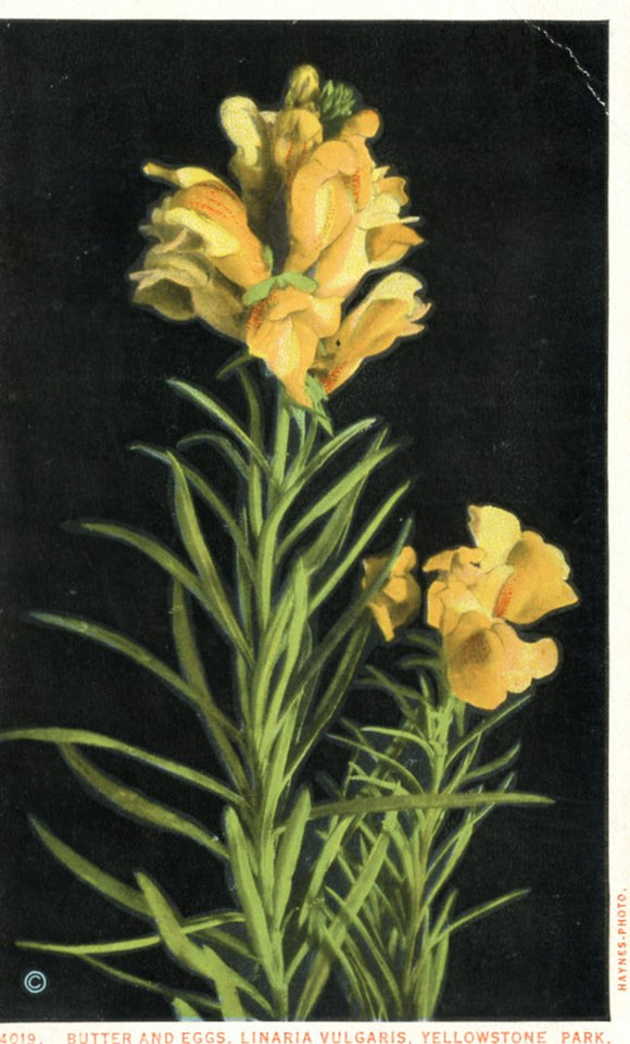 Butter and Eggs, Linaria Vulgaris, Yellowstone Park-Careys Emporium