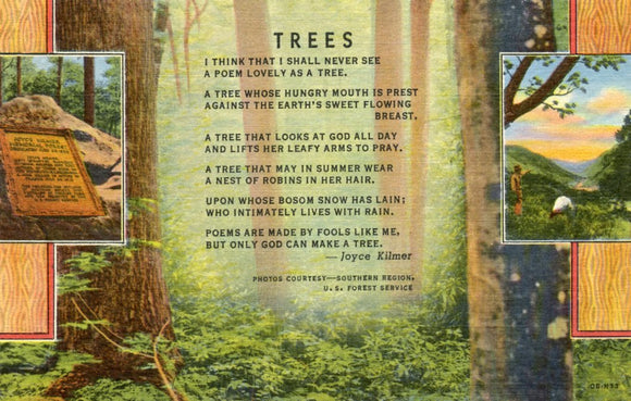 Trees by Joyce Kilmer, Joyce Kilmer Memorial Forest-Careys Emporium