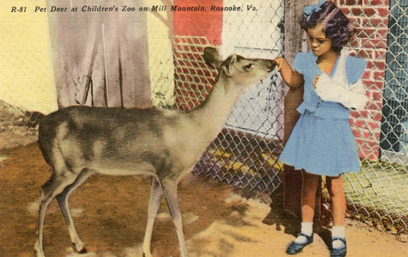 Pet Deer at Children's Zoo on Mill Mountain, Roanoke, VA-Careys Emporium