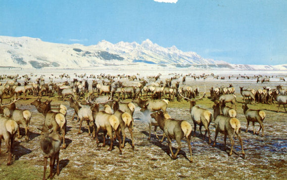 Wild Elk Herd, Jackson Hole, WY-Careys Emporium