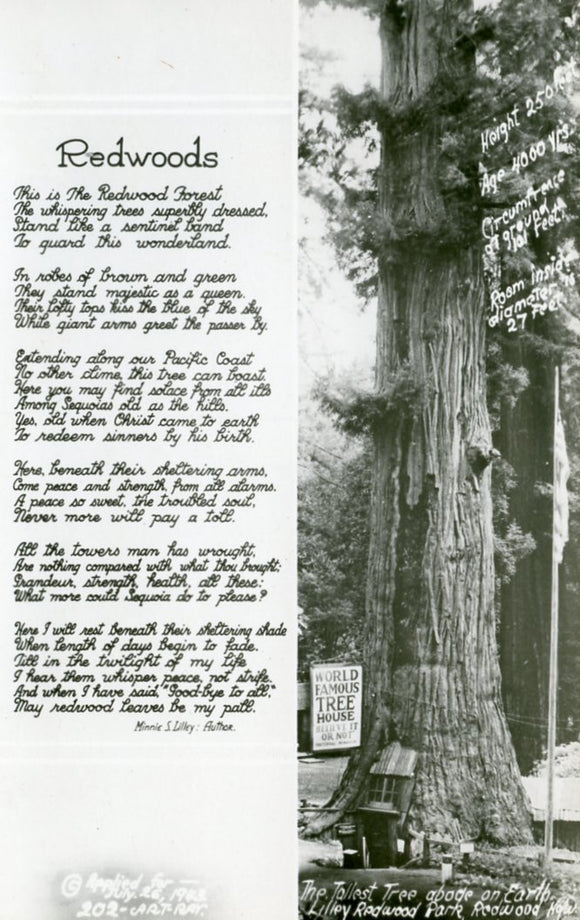 The Tallest Tree Abode on Earth, Lilley Redwood Park, Redwood Hgw., CA-Careys Emporium