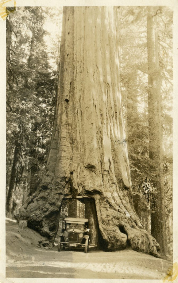 Wawona Tunnel Tree, Yosemite National Park, CA-Careys Emporium