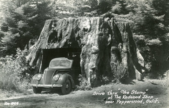 Drive thru The Stump, at The Redwood Shop, near Pepperwood, CA-Careys Emporium
