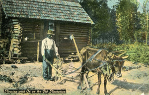 Plowing with Ox on the Old Plantation-Careys Emporium