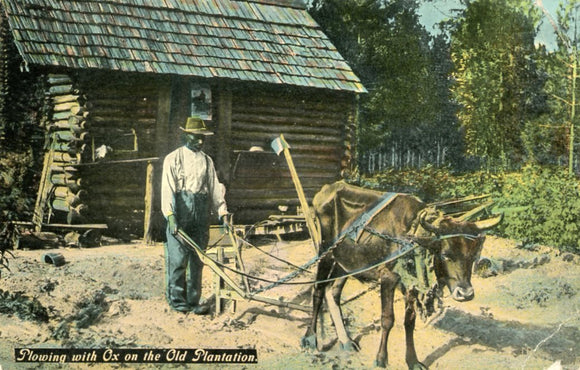 Plowing with Ox on the Old Plantation-Careys Emporium