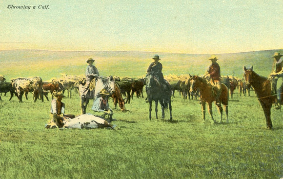 Throwing a Calf-Careys Emporium