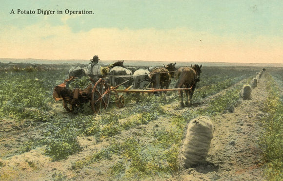Potato Digger in Operation-Careys Emporium