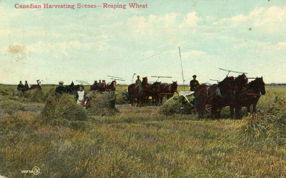 Canadian Harvesting Scenes, Reaping Wheat-Careys Emporium
