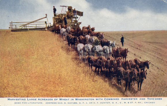 Harvesting Large Acreages of Wheat in Washington with Combined Harvester and Thresher-Careys Emporium