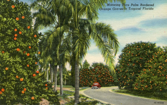 Motoring Thru Palm Bordered Orange Groves in Tropical Florida-Careys Emporium