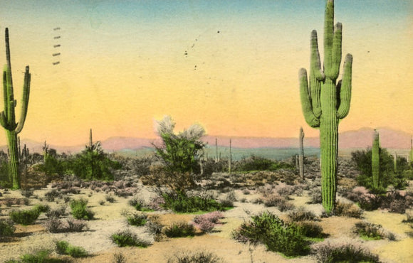 Giant Cacti and Smoke Trees on the Arizona Desert-Careys Emporium