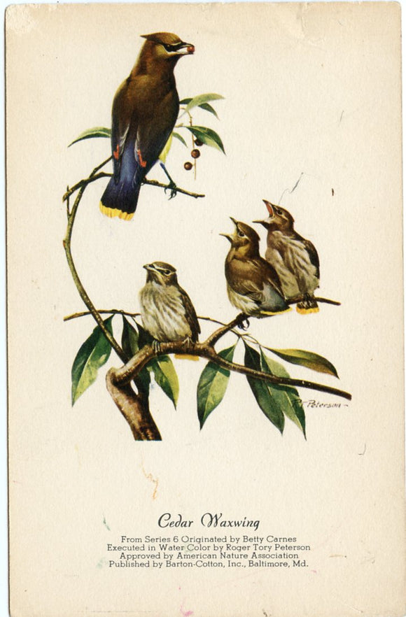 Cedar Waxwing-Careys Emporium