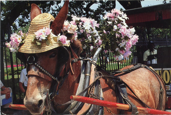 Buggy Ride, New Orleans, LA-Carey's Emporium
