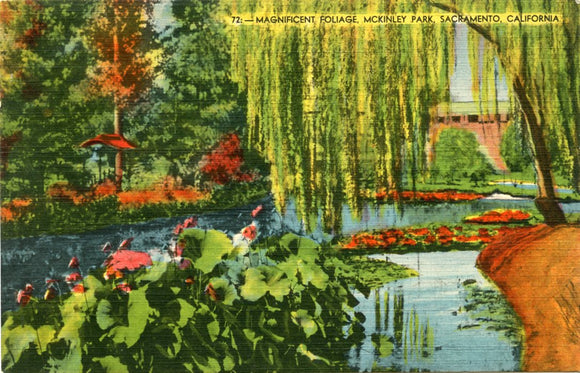 Magnificent Foliage, McKinley Park, Sacramento, CA-Carey's Emporium