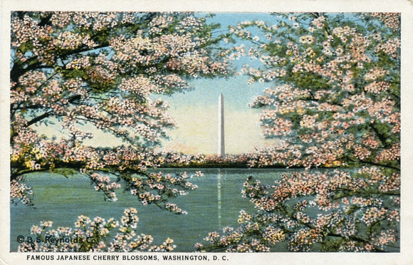 Famous Japanese Cherry Blossoms, Washington, DC-[Carey's Emporium