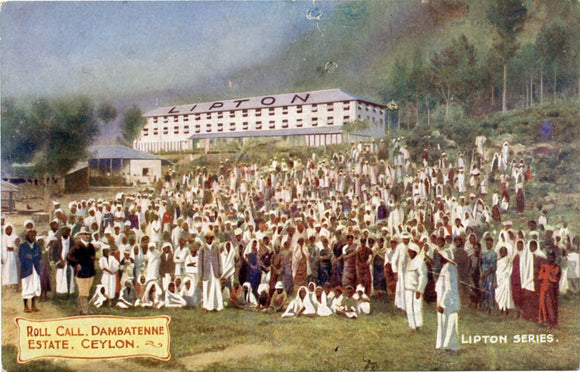 Roll Call, Dambatenne Estate, Ceylon-[Carey's Emporium