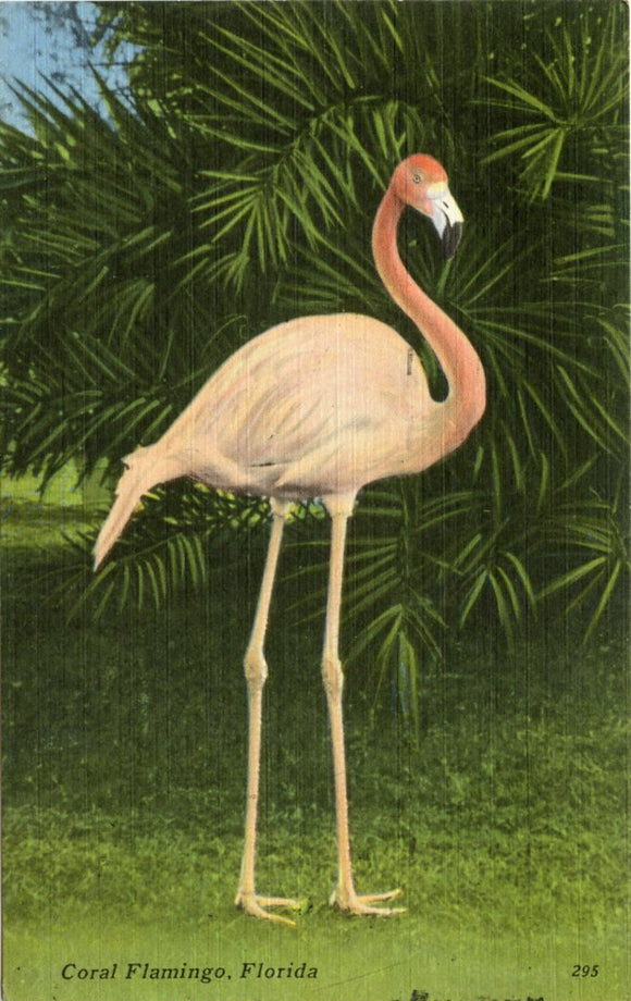 Coral Flamingo, FL-[Carey's Emporium