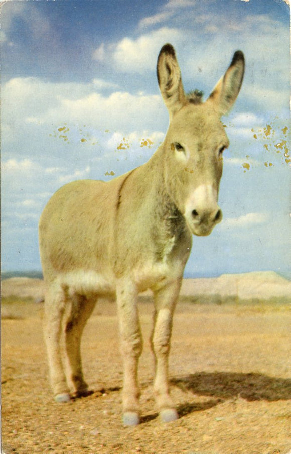 Arizona Canary Burro-[Carey's Emporium