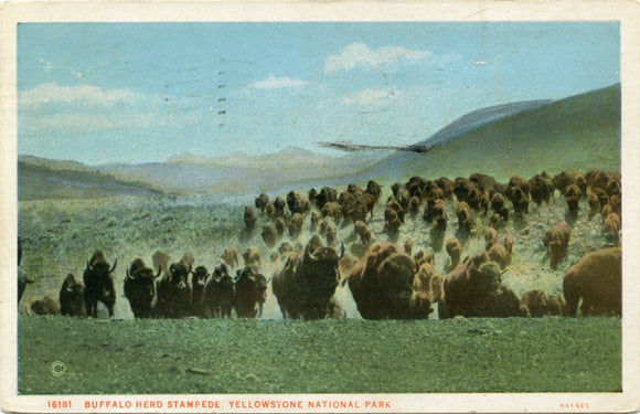Buffalo Herd Stampede, Yellowstone National Park-[Carey's Emporium