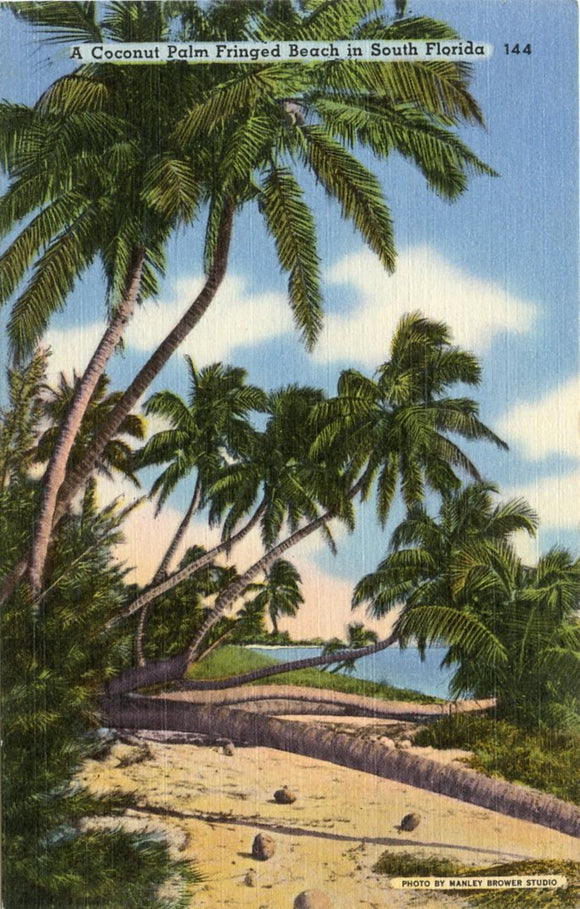 A Coconut Palm Fringed Beach in South Florida-[Carey's Emporium