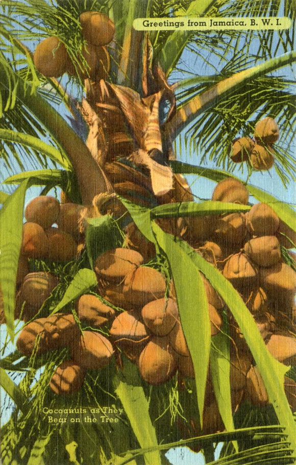 Greetings from Jamaica, B. W. I.-[Carey's Emporium