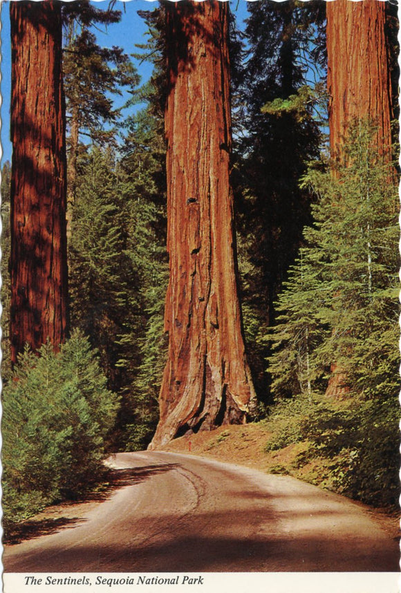 The Sentinels, Sequoia National Park-Carey's Emporium