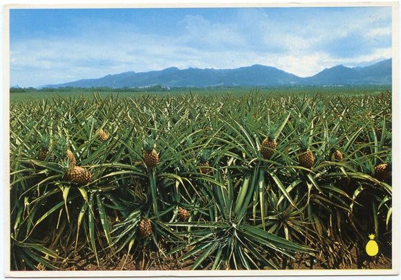 Fields of Pineapples, HI-Carey's Emporium