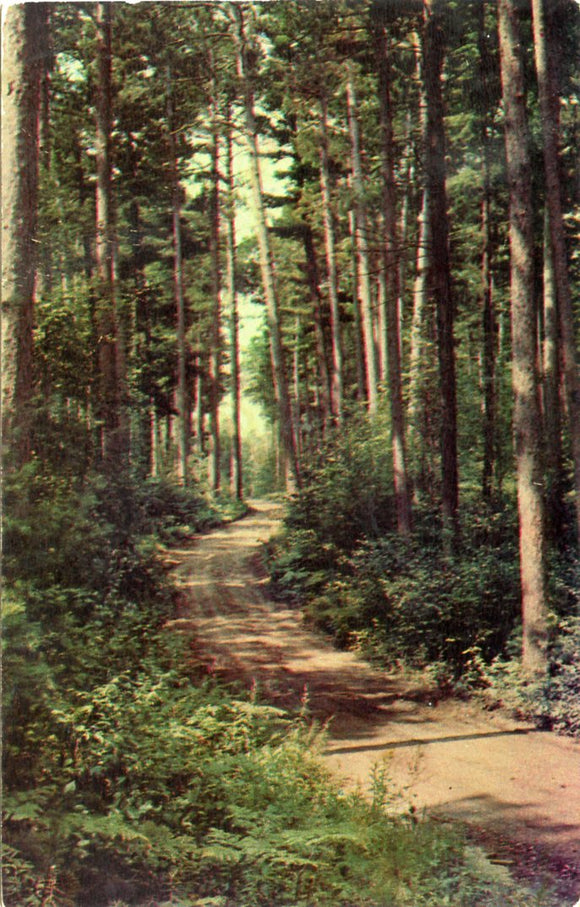 Scenic Trail through Virgin Pine, Greetings from Eagle River, WI-Carey's Emporium