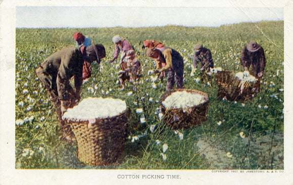 Cotton Picking Time, Jamestown Exposition-Carey's Emporium