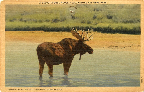 A Bull Moose, Yellowstone National Park-Carey's Emporium