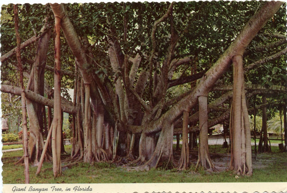 Giant Banyon Tree, in Florida-Carey's Emporium