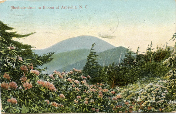 Rhododendron in Bloom at Asheville, NC-Carey's Emporium