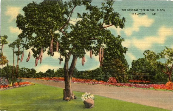 The Sausage Tree in Full Bloom in Florida-Carey's Emporium