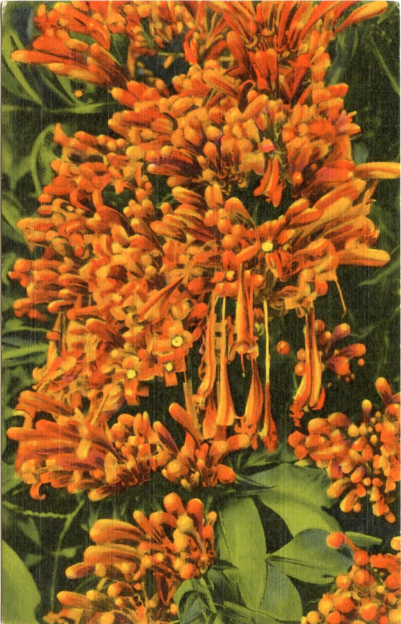 The Flame Vine (Bibnonia Venusta), Florida-Carey's Emporium