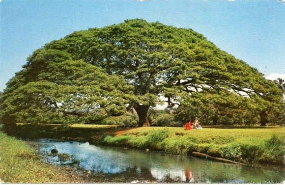 Hawaiian Monkey Pod Tree-Carey's Emporium