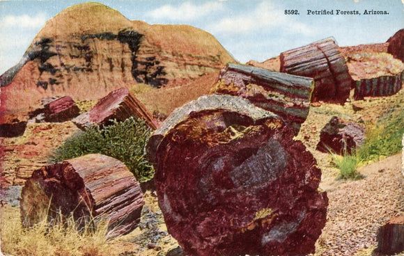 Petrified Forest, Arizona-Carey's Emporium
