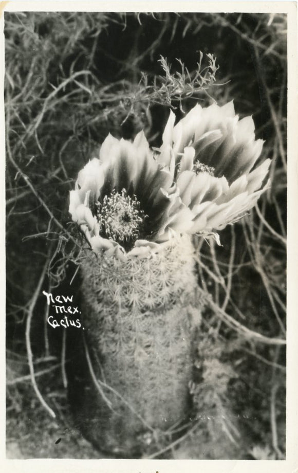 New Mex. Cactus-Carey's Emporium