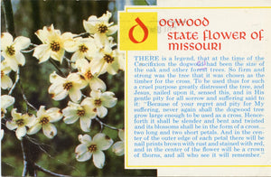 Dogwood, State Flower of Missouri-Carey's Emporium