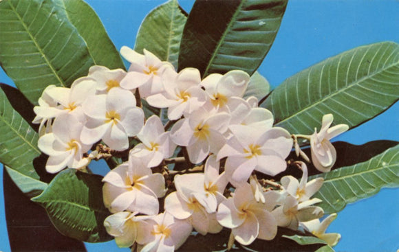 Plumeria, Hawaii-Carey's Emporium
