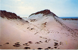 Sand Dunes of Cape Cod, MA-Carey's Emporium