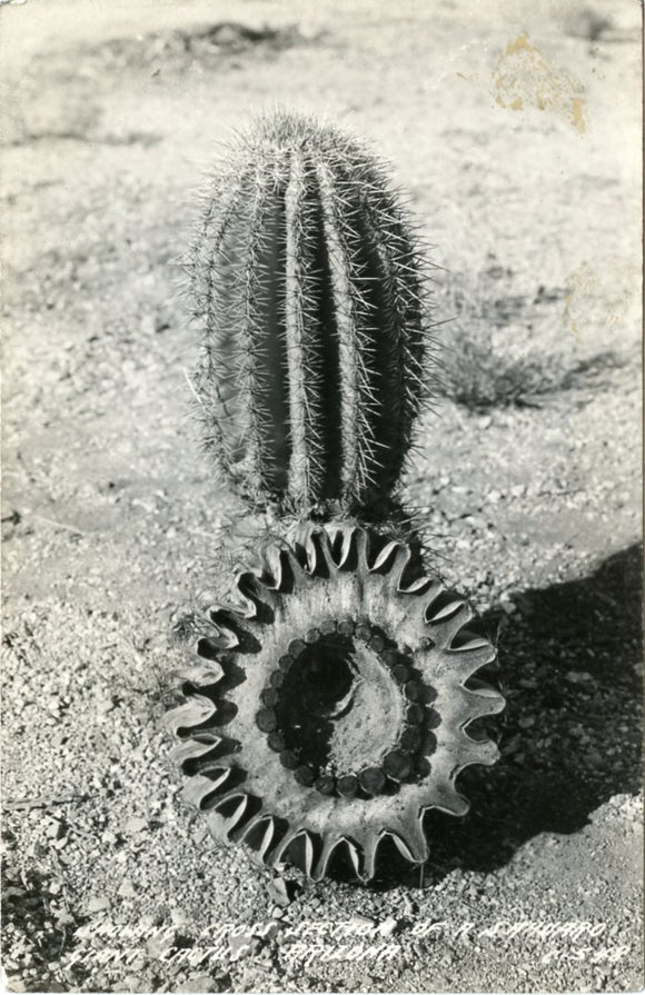 Showing Cross Section of a Sahuaro Giant Cactus, AZ-Carey's Emporium