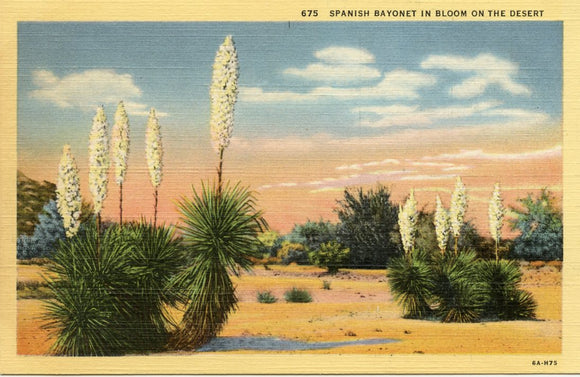 Spanish Bayonet in Bloom on the Desert-Carey's Emporium
