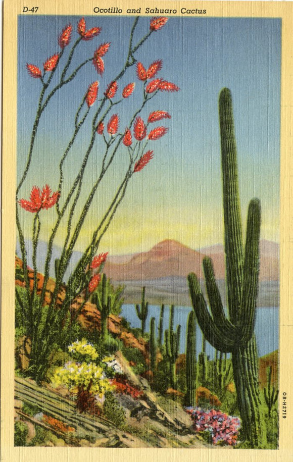 Ocatillo and Sahuaro Cactus-Carey's Emporium