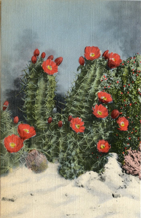 White Sands Cactus-Carey's Emporium