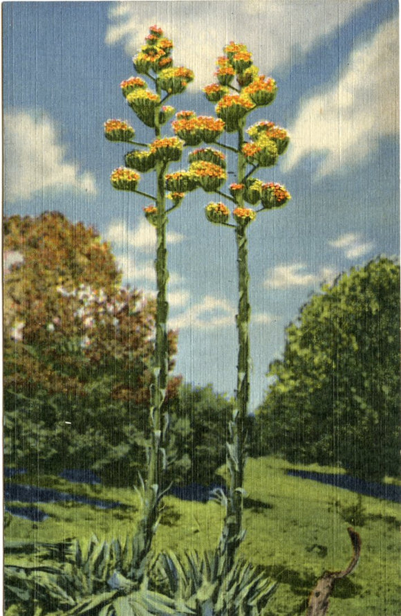 Century Plants of the Desert-Carey's Emporium