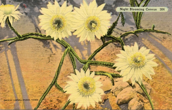 Night Blooming Cactus-Carey's Emporium