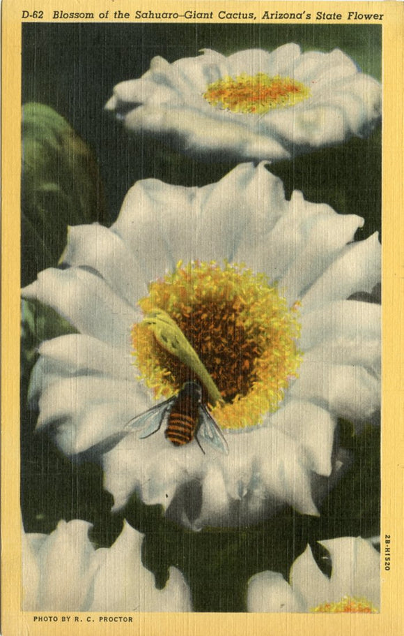 Blossom of the Sahuaro-Giant Cactus, Arizona's State Flower-Carey's Emporium