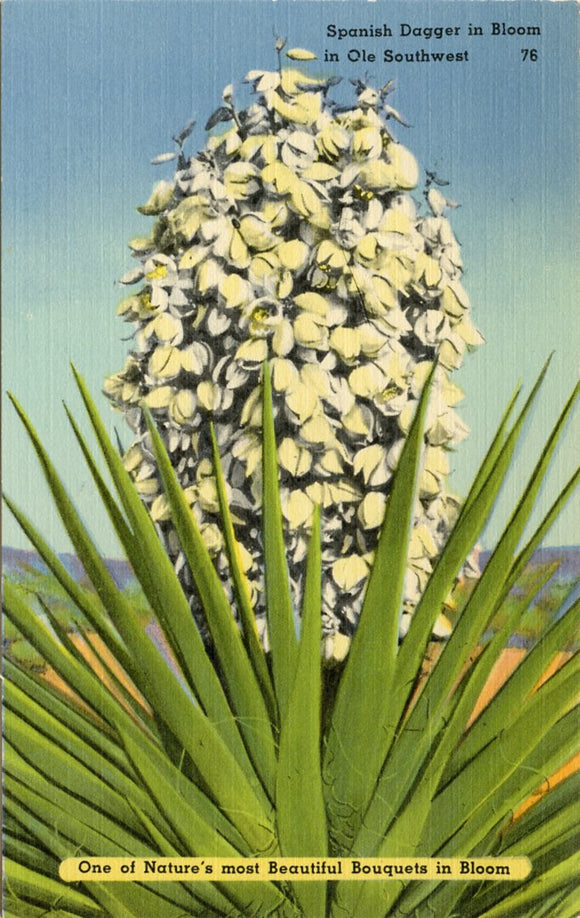 Spanish Dagger in Bloom, in Ole Southwest, One of Nature's most Beautiful Bouquets in Bloom-Carey's Emporium