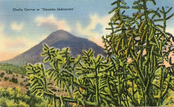 Cholla Cactus, or Opuntia Imbracata-Carey's Emporium