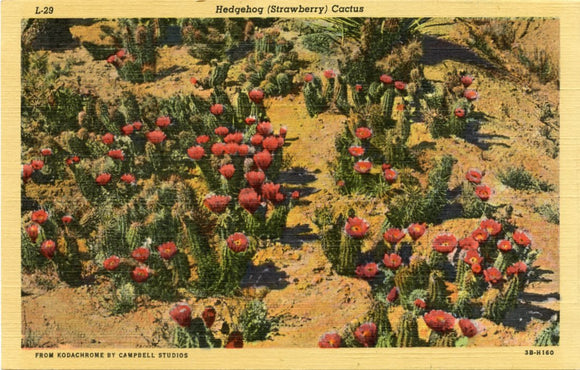 Hedgehog (Strawberry) Cactus-Carey's Emporium